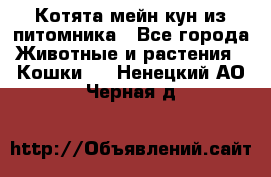 Котята мейн-кун из питомника - Все города Животные и растения » Кошки   . Ненецкий АО,Черная д.
